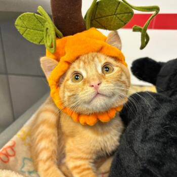 Bashful -  Domestic Short Hair Cat for Adoption in Denver, Colorado - Bashful | PetCurious