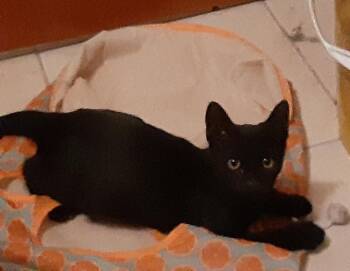 Selena -  Domestic Short Hair Cat for Adoption in Deltona, Florida - Selena | PetCurious