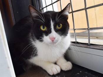 Domestic Short Hair Cats Available for Adoption in Sacramento, California - SALLY | PetCurious