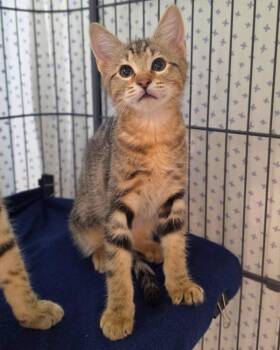 Frou Frou -  Domestic Short Hair Cat for Adoption in Novato, California - Frou Frou | PetCurious