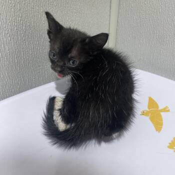 Briar -  Domestic Short Hair Cat for Adoption in Tampa, Florida - Briar | PetCurious