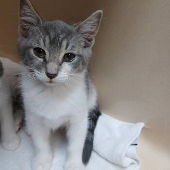 Jayne -  Domestic Short Hair Cat for Adoption in Blue Ridge, Georgia - Jayne | PetCurious