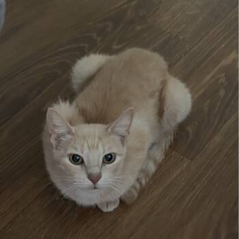 Rescue Domestic Short Hair Cats for Adoption in Austin, Texas - Hope (Mom) BDL | PetCurious