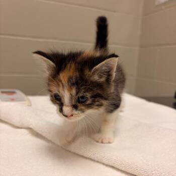 Raven -  Domestic Short Hair Cat for Adoption in Bristol, Indiana - Raven | PetCurious