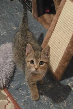 Louise -  American Shorthair Cat for Adoption in Hagaman, New York - Louise | PetCurious