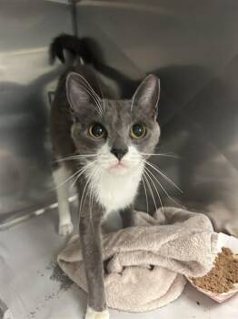 MIA -  Domestic Short Hair Cat for Adoption in Doral, Florida - MIA | PetCurious