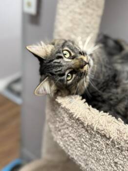 Rescue Domestic Short Hair Cats for Adoption in Indianapolis, Indiana - Smitty | PetCurious
