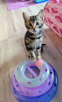 Tabby Cats Available for Adoption in San Antonio, Texas - Smirnoff | PetCurious