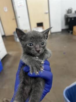 REESE -  Domestic Medium Hair Cat for Adoption in Dallas, Texas - REESE | PetCurious
