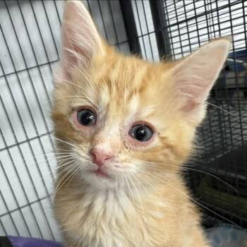 Yarrow (26-5139) -  Domestic Short Hair Cat for Adoption in Fort Smith, Arkansas - Yarrow (26-5139) | PetCurious