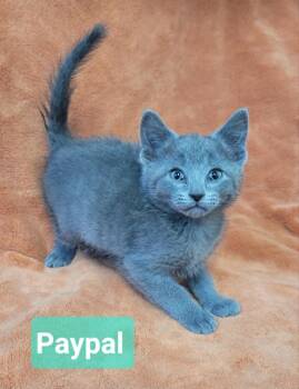 Paypal -  Domestic Short Hair Cat for Adoption in Richmond, Indiana - Paypal | PetCurious