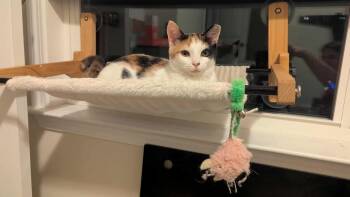 Rescue American Shorthair Cats for Adoption in Little Mountain, South Carolina - Weber | PetCurious