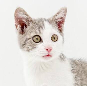Julip is a joyful cuddlebug angel - coolest color fur too -  Turkish Van and Russian Blue Cat for Adoption in Bedford Hills, New York - Julip Is A Joyful Cuddlebug Angel - Coolest Color Fur Too | PetCurious