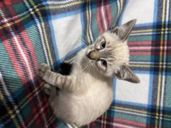 Ghoul (bonded to Ghost) -  Siamese and Domestic Short Hair Cat for Adoption in Saucier, Mississippi - Ghoul (bonded To Ghost) | PetCurious