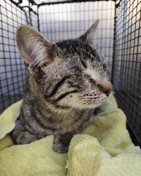 Domestic Short Hair Cats Available for Adoption - FONZIE | PetCurious