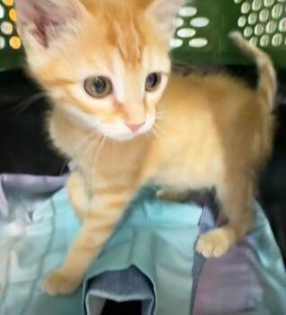Woo-ang -  Domestic Short Hair Cat for Adoption in Fort Lupton, Colorado - Woo-ang | PetCurious