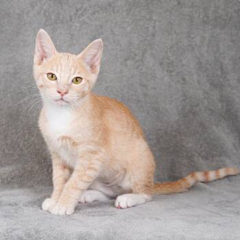 Pakora -  Domestic Short Hair Cat for Adoption in Sunnyvale, California - Pakora | PetCurious
