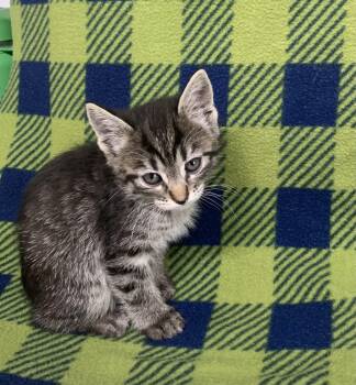 Lotus -  Domestic Short Hair Cat for Adoption in Bisbee, Arizona - Lotus | PetCurious