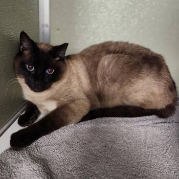 Domestic Short Hair Cats Available for Adoption - Dino | PetCurious