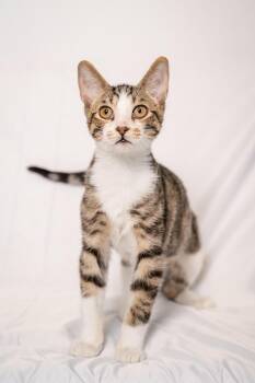 Charlie -  Domestic Short Hair Cat for Adoption in Ashland, Virginia - Charlie | PetCurious