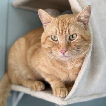 Tom -  Domestic Short Hair Cat for Adoption in Freeport, Florida - Tom | PetCurious