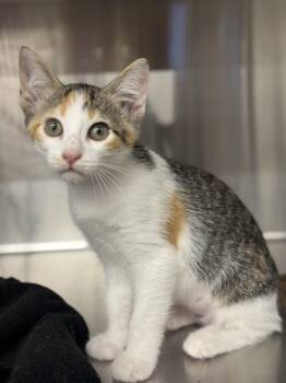 Domestic Short Hair Cats Available for Adoption in Magnolia, Texas - Bonny | PetCurious