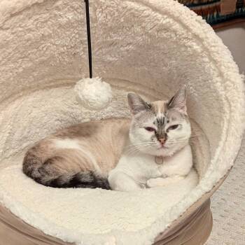 Siamese and Domestic Short Hair Cats Available for Adoption - Bitzy | PetCurious