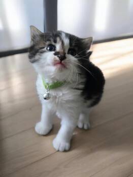 Gene -  Domestic Short Hair Cat for Adoption in Barron, Wisconsin - Gene | PetCurious