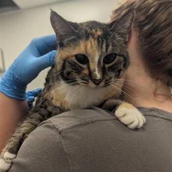 Maggie Moo -  Domestic Short Hair Cat for Adoption in Bentonville, Arkansas - Maggie Moo | PetCurious