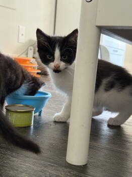 Rescue Domestic Short Hair Cats for Adoption in Herndon, Virginia - Sally | PetCurious