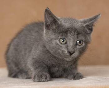 Flo -  Domestic Short Hair Cat for Adoption in Chicago, Illinois - Flo | PetCurious