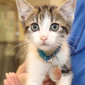 Domestic Short Hair Cats Available for Adoption in Port Washington, New York - Comet | PetCurious