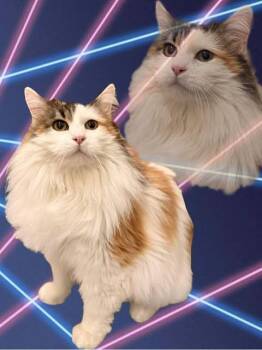 Calico Cats Available for Adoption - Haley | PetCurious