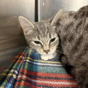 Cadillac -  Domestic Short Hair and Mixed Breed Cat for Adoption in Ashtabula, Ohio - Cadillac | PetCurious