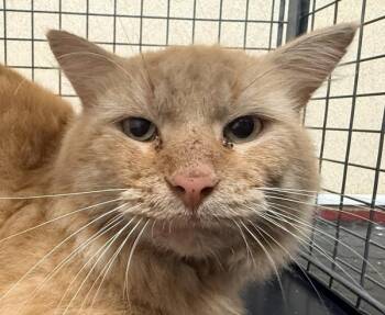 Poe -  Domestic Medium Hair Cat for Adoption in Salisbury, Maryland - Poe | PetCurious