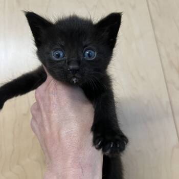 Rescue Domestic Short Hair Cats for Adoption in Chilliwack, British Columbia - Muckluk | PetCurious