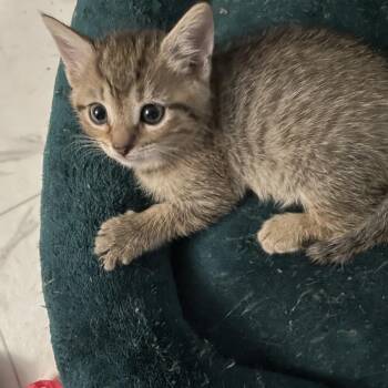 Hershey -  Domestic Short Hair Cat for Adoption in Ridgely, Maryland - Hershey | PetCurious