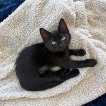 Coco Puff - Brown Collar -  Domestic Short Hair Cat for Adoption in Ferndale, Washington - Coco Puff - Brown Collar | PetCurious