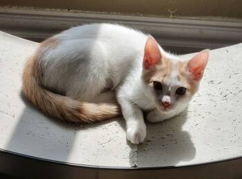Peaches -  Domestic Short Hair Cat for Adoption in Mansfield, Texas - Peaches | PetCurious