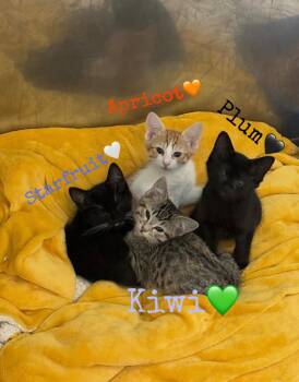 Plum -  Domestic Short Hair Cat Available for Adoption in Kent, Washington - Plum | PetCurious