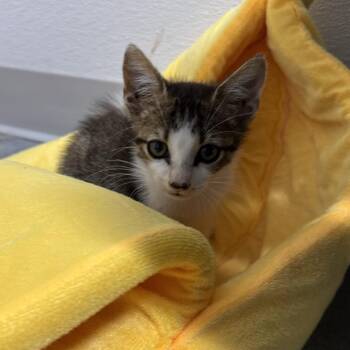 Brandon -  Domestic Short Hair Cat for Adoption in Clearwater, Florida - Brandon | PetCurious