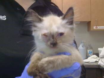 STITCH -  Domestic Short Hair Cat for Adoption in Sacramento, California - STITCH | PetCurious