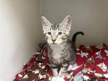 CASHMERE -  Domestic Short Hair Cat for Adoption in Mckinleyville, California - CASHMERE | PetCurious