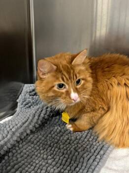 Mylo -  Domestic Long Hair Cat for Adoption in Saint Charles, Missouri - Mylo | PetCurious