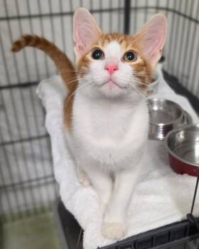 Hilo -  Domestic Short Hair Cat for Adoption in Novato, California - Hilo | PetCurious