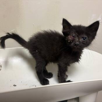 Hacksaw -  Domestic Short Hair Cat for Adoption in Columbus, Georgia - Hacksaw | PetCurious