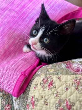 Rocky Road -  Domestic Short Hair Cat for Adoption in Arthur, Ontario - Rocky Road | PetCurious