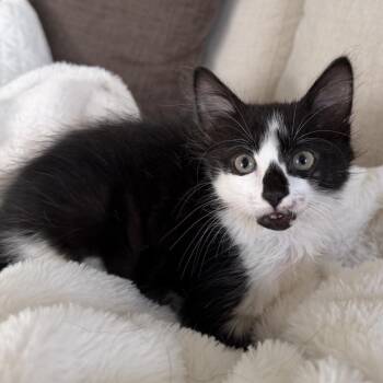 Juice -  Domestic Long Hair Cat for Adoption in Chattanooga, Tennessee - Juice | PetCurious
