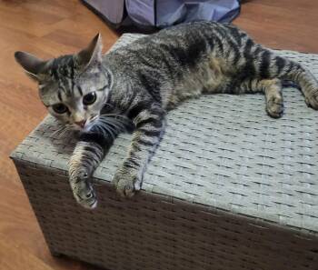 Domestic Short Hair Cats Available for Adoption in Glendale, Arizona - Ivy | PetCurious