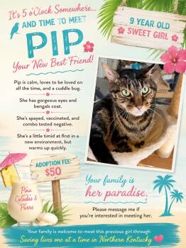 PIP-Loving Companion -  Tabby and Tiger Cat for Adoption in Taylor Mill, Kentucky - PIP-Loving Companion | PetCurious